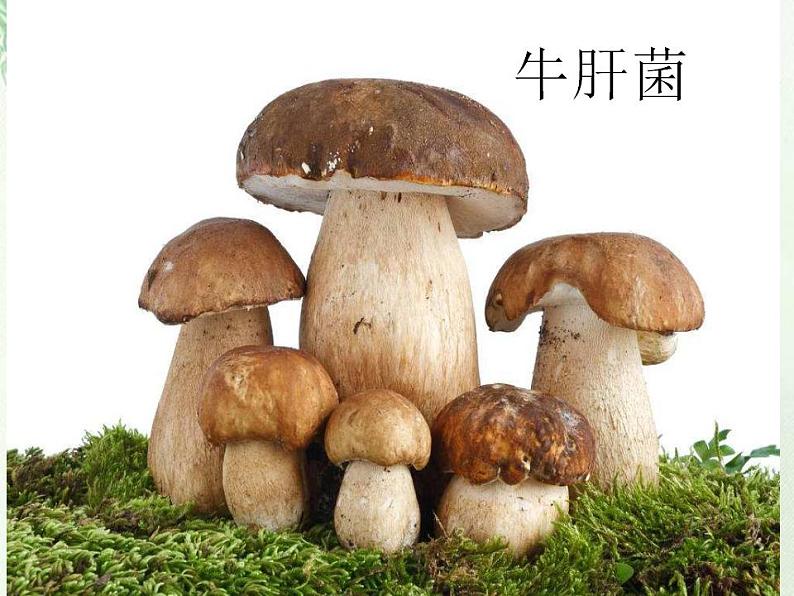 部编版(五四)语文八年级上 17.昆明的雨(1)(课件)05