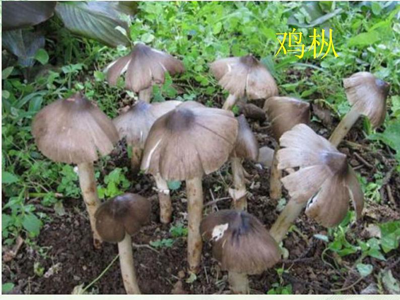 部编版(五四)语文八年级上 17.昆明的雨(1)(课件)07