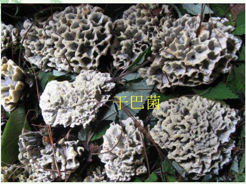 部编版(五四)语文八年级上 17.昆明的雨(1)(课件)08