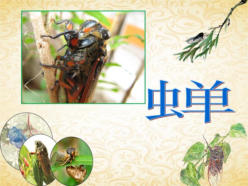 21 蝉-2021-2022学年八年级语文上册课件(部编版)第1页