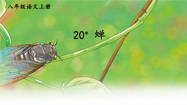 2021年初中语文 人教部编版 八年级上册 第五单元 20 蝉(课件)第1页