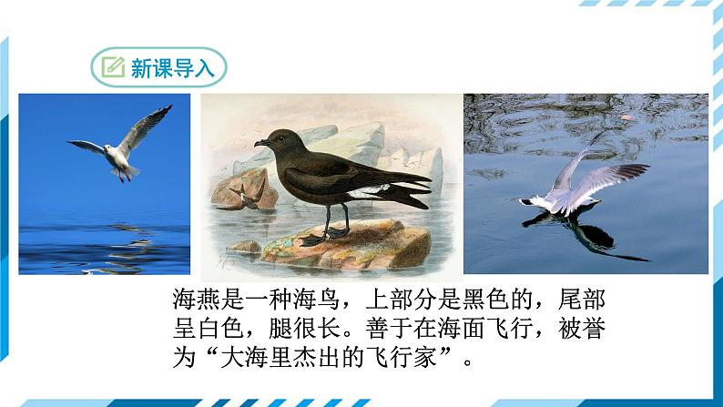 部编版九年级下册语文4 海燕 课件03