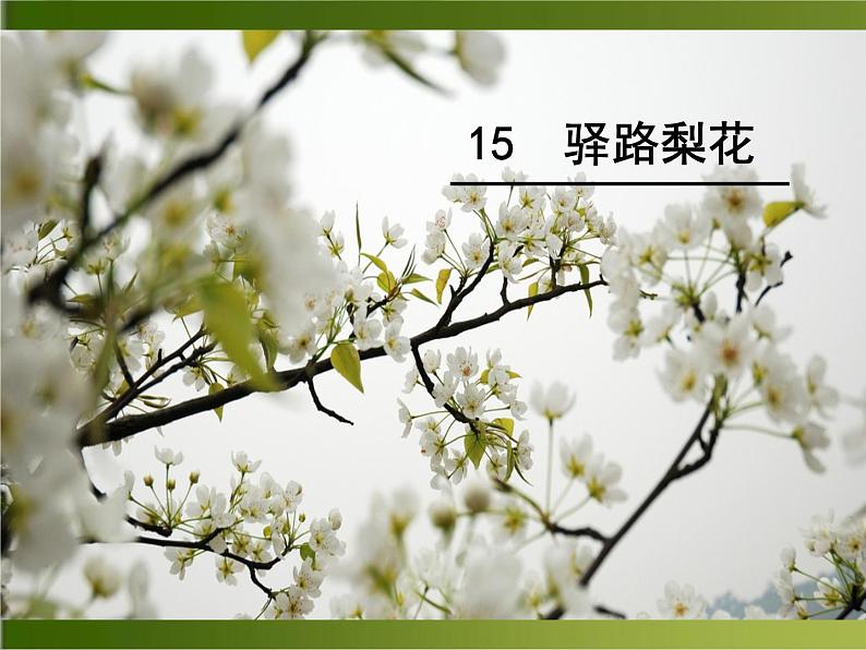 七年级上册《 驿路梨花》课件PPT01