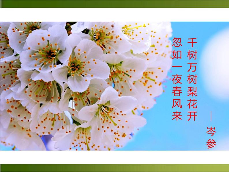 七年级上册《 驿路梨花》课件PPT02