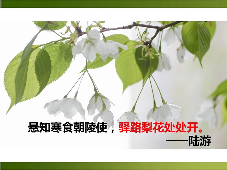 七年级上册《 驿路梨花》课件PPT04