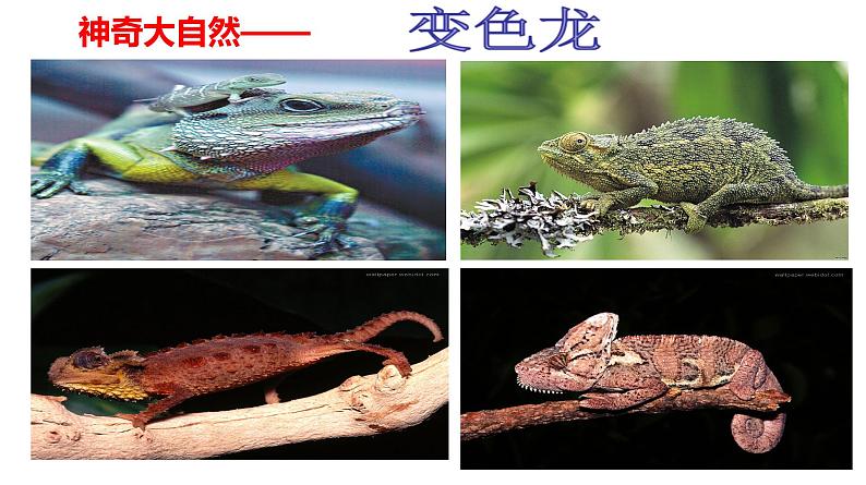 部编版九年级语文下册课件---6 变色龙第2页