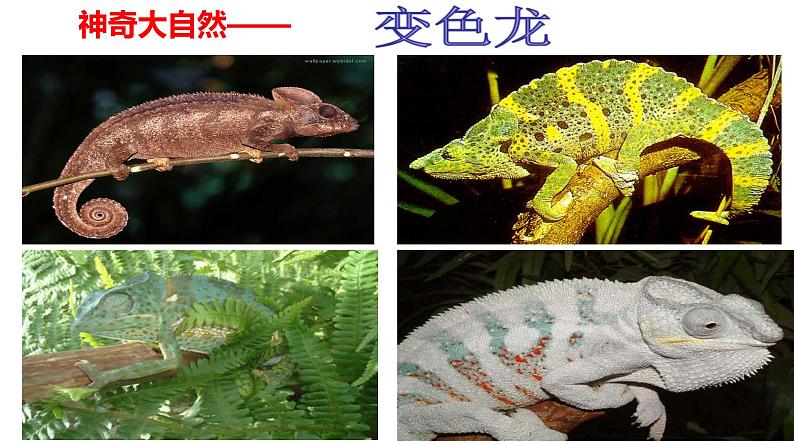 部编版九年级语文下册课件---6 变色龙第3页