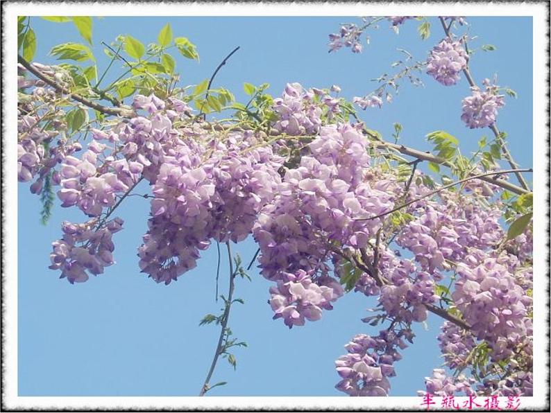 18《紫藤萝瀑布》精品教学课件08