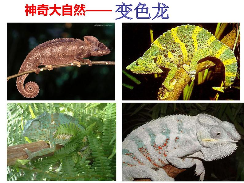 06 变色龙-2021-2022学年九年级语文下册精品随堂课件(部编版)02