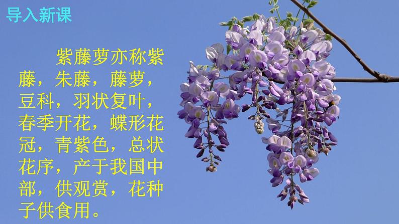 人教部编版七年级语文下册第18课 《紫藤萝瀑布》精品实用课件第2页