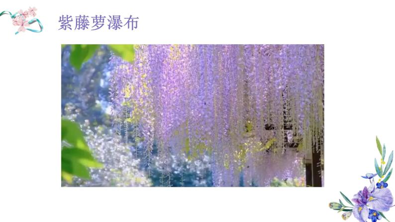 紫藤萝瀑布（微格用）课件PPT02