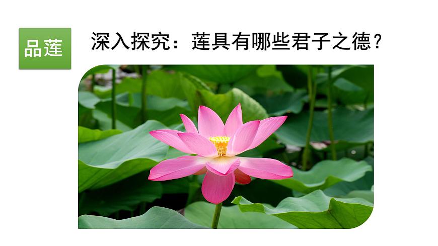 部編版七年級(jí)語文下冊(cè)----17 短文兩篇·愛蓮說課件第6頁