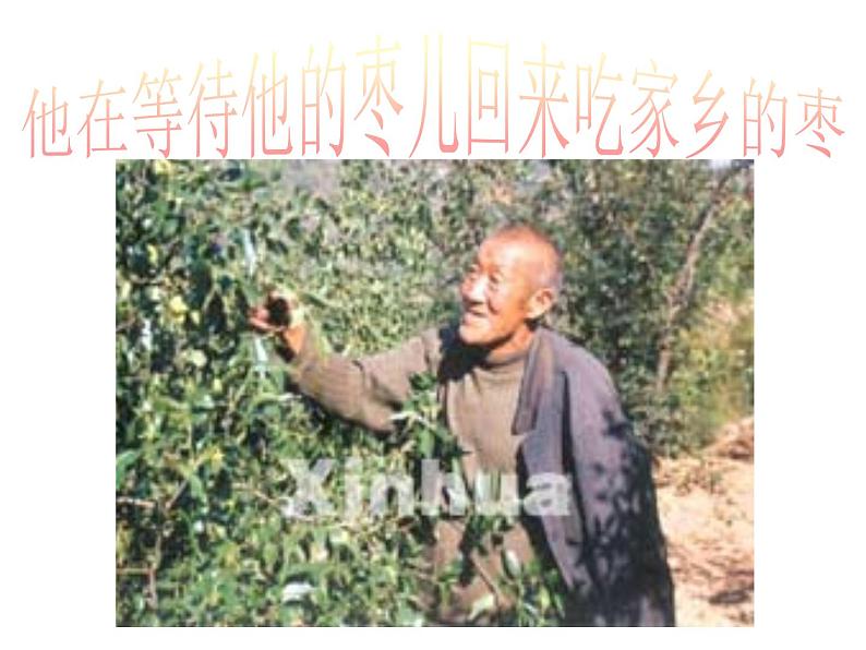 第19课《枣儿》课件(共23张PPT)2021—2022学年部编版语文九年级下册03