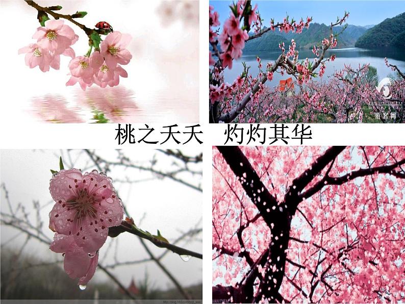 初中语文人教版(部编)七年级下册18一棵小桃树9 课件第2页