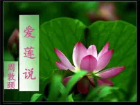 人教部编版七年级下册第四单元17 短文两篇爱莲说课文内容ppt课件