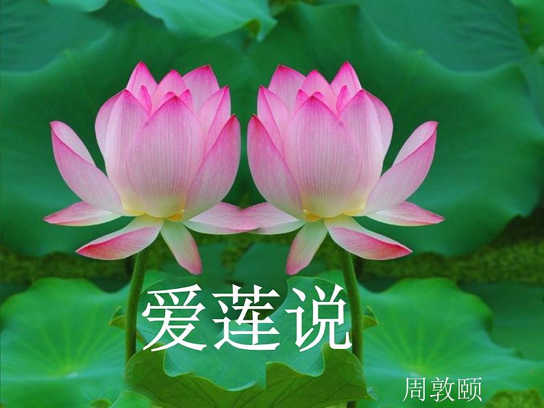 初中语文人教版(部编)七年级下册爱莲说5 课件01
