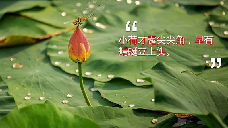 部编版七年级语文下册----17 短文两篇 爱莲说 课件第4页