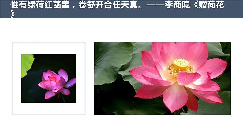 部编版七年级语文下册----17 短文两篇 爱莲说 课件第6页