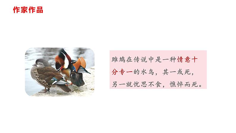 部编版八年级语文下册----12 《诗经》二首 《 关雎》课件第8页