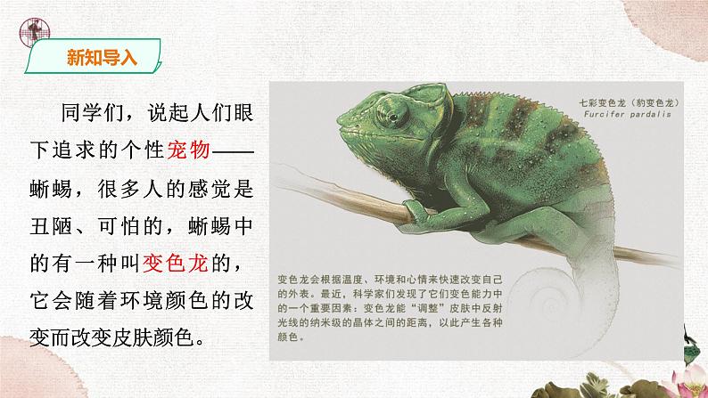 第二单元《变色龙》精品课件1 初中语文人教部编版(五四制)九年级下册(2022)02