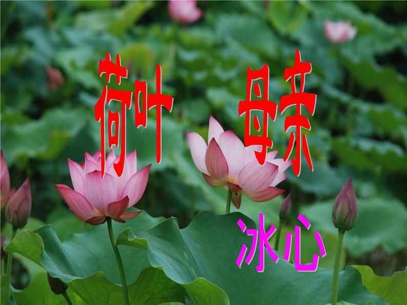 散文诗荷叶母亲课件PPT第1页