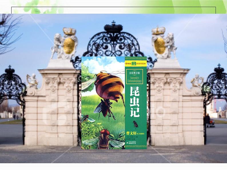 初中语文 人教课标版(部编)八年级上册《昆虫记》:科普作品的阅读 昆虫记 课件03