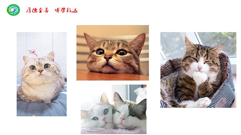 猫 教学课件02