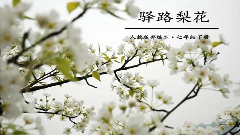 第15课《驿路梨花》课件(共29张PPT)2021-2022学年部编版语文七年级下册01