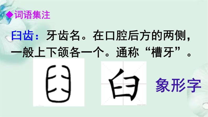 2022-2023学年人教部编版语文八年级上册 第四单元 16散文两篇——永久的生命 课件06