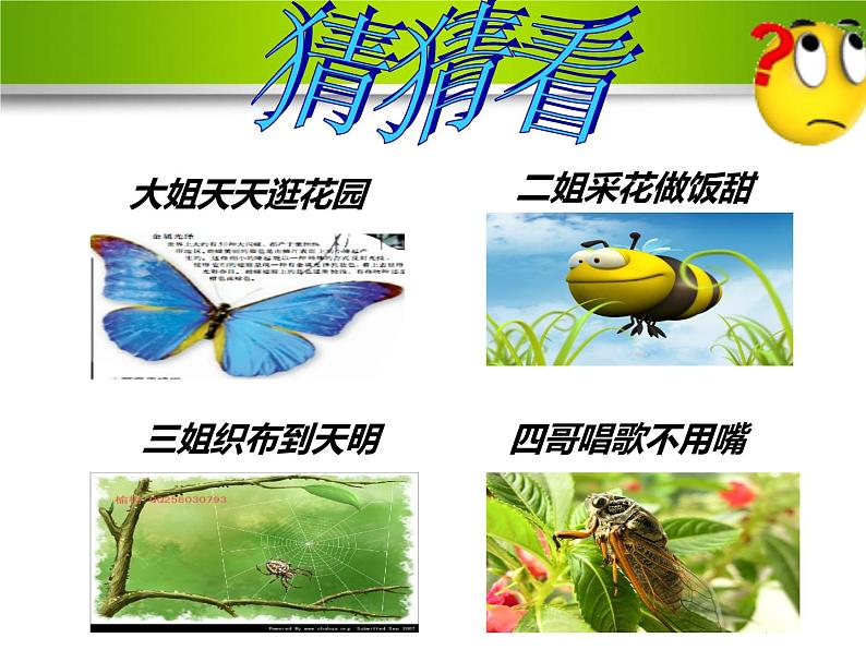20 蝉 课件(共12张PPT)第2页