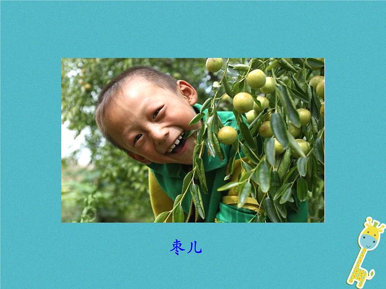 部编版初中三年级下册《枣儿》优秀语文课件第2页