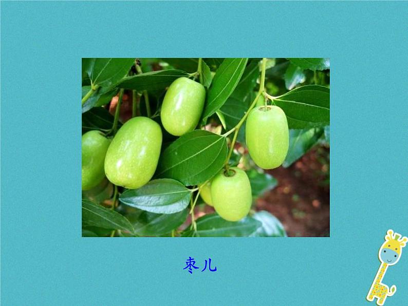 部编版初中三年级下册《枣儿》优秀语文课件第4页