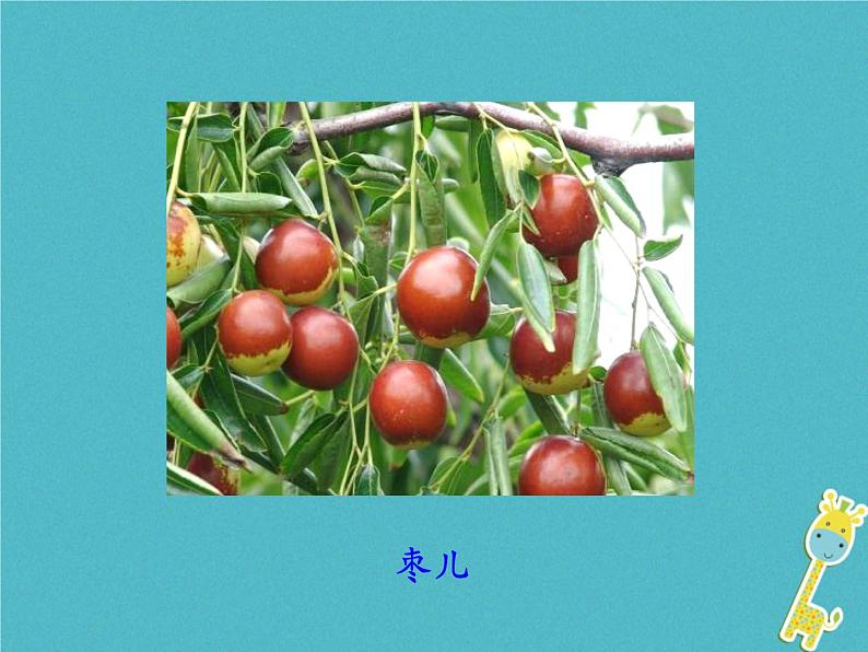 部编版初中三年级下册《枣儿》优秀语文课件第5页