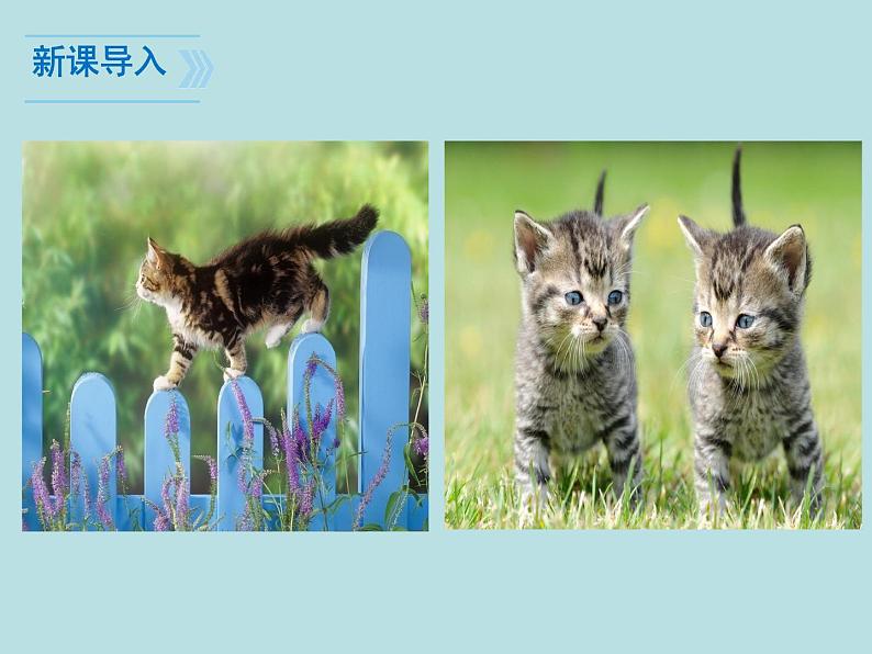 部编版七年级语文上册--16《猫》课件03