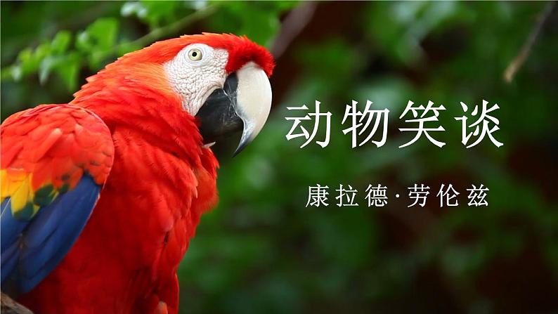 人教版七上语文第17课《动物笑谈》PPT+教学设计+情境视频课文朗诵01