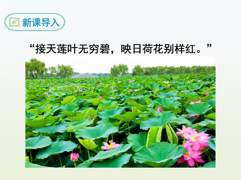 部编语文七年级下《爱莲说》课件第2页