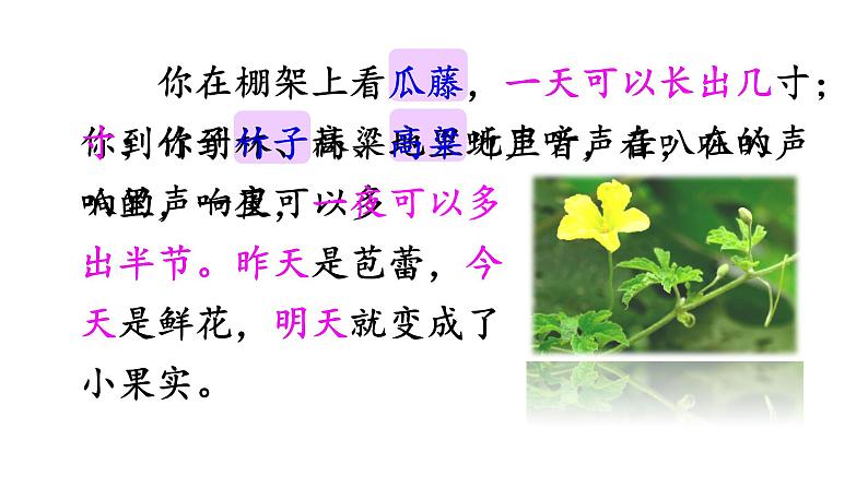 人教部编版六年级上册《夏天里的成长》课件07
