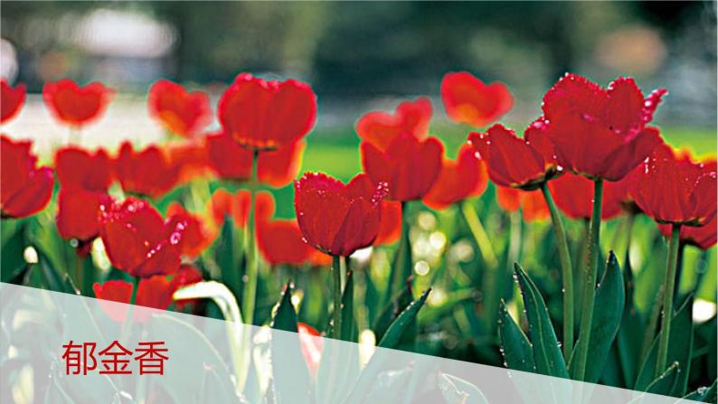 部编版六年级语文上册《花之歌》课件04