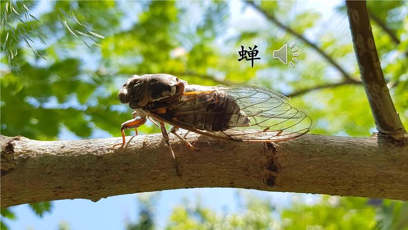 部编版语文八年级上册 21 蝉 精讲课件第1页