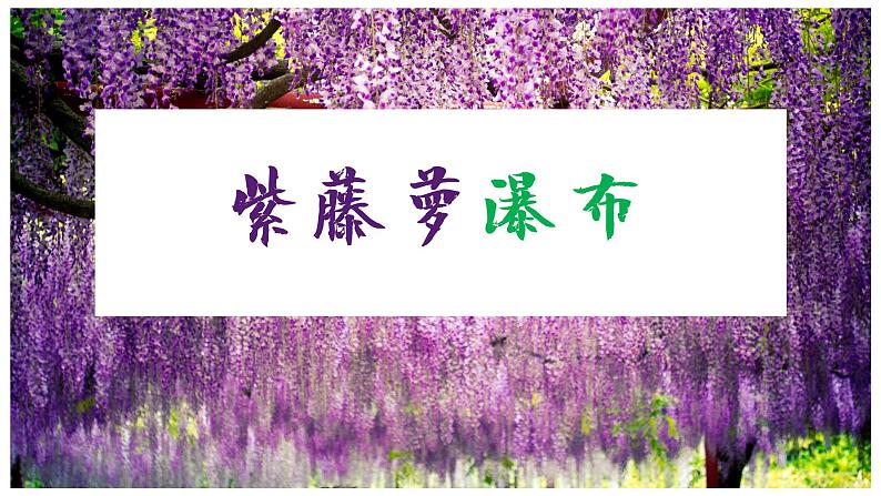 紫藤萝瀑布 课件第2页