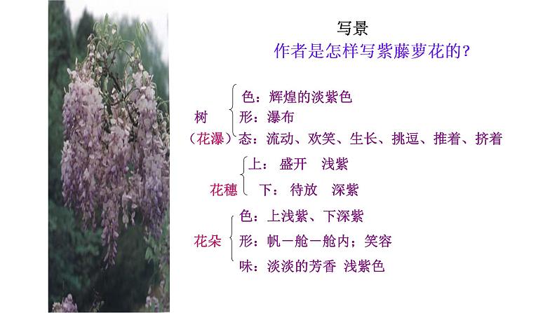 紫藤萝瀑布 课件第5页