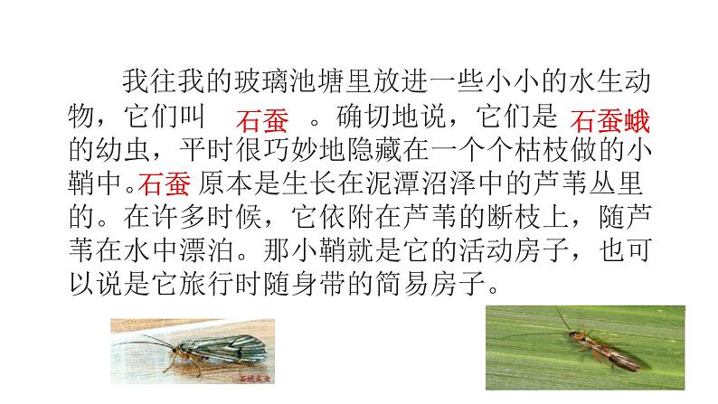 部编版八年级语文上册--《昆虫记》科普作品的阅读(课件)第4页