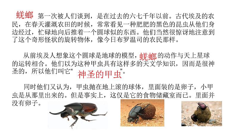 部编版八年级语文上册--《昆虫记》科普作品的阅读(课件)第5页