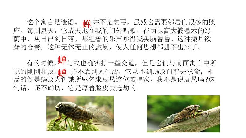 部编版八年级语文上册--《昆虫记》科普作品的阅读(课件)第6页