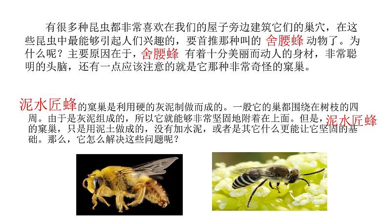 部编版八年级语文上册--《昆虫记》科普作品的阅读(课件)第7页