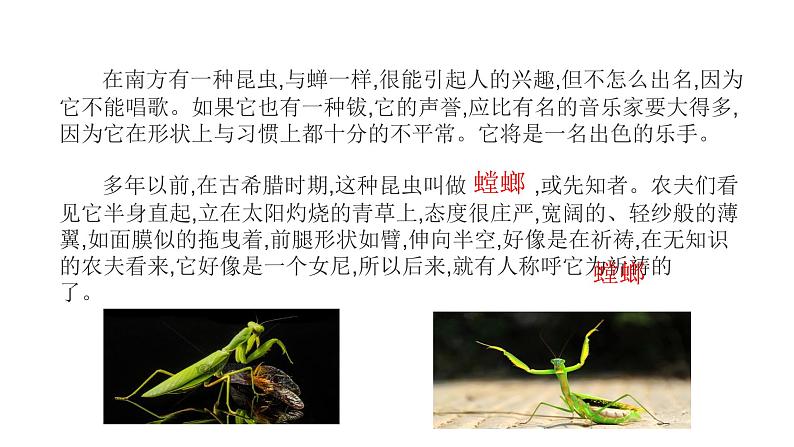 部编版八年级语文上册--《昆虫记》科普作品的阅读(课件)第8页