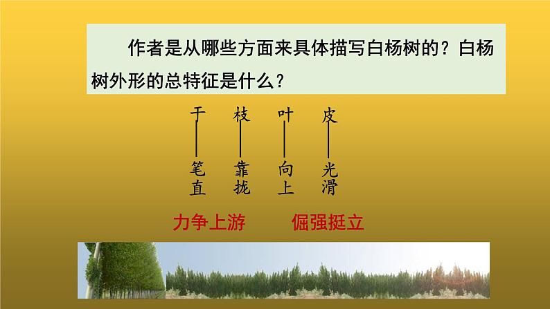 人教版八年级上册白杨礼赞教学课件第8页