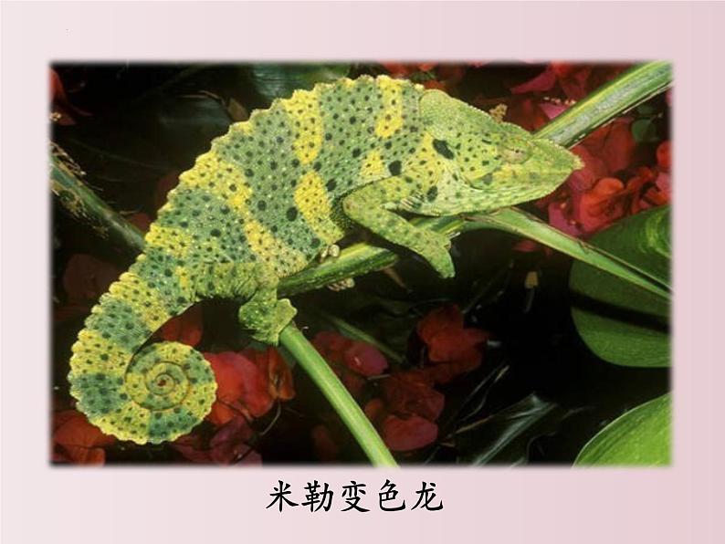 第06课 变色龙(课件)-【大单元教学】2022-2023学年九年级语文下册备课精选课件及教案第3页