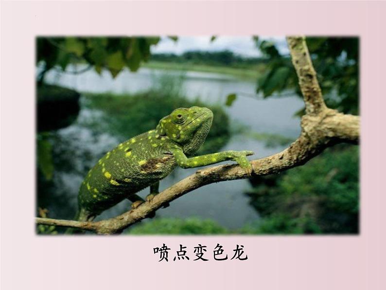 第06课 变色龙(课件)-【大单元教学】2022-2023学年九年级语文下册备课精选课件及教案第5页