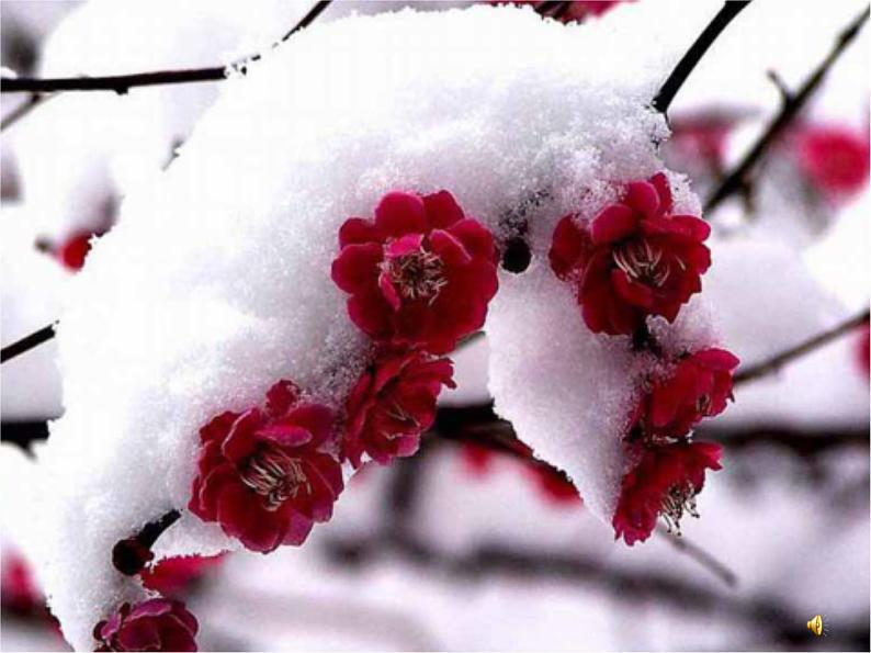 课外古诗词诵读陆游《卜算子·咏梅》课件PPT第4页